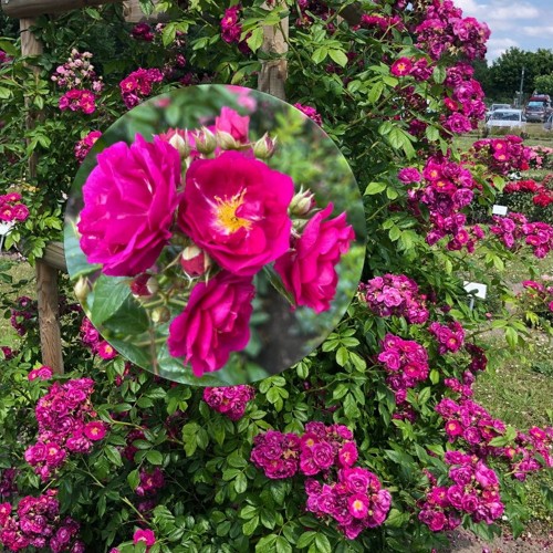 Rosa 'Purple Siluetta' - Roos 'Purple Siluetta' C4/4L